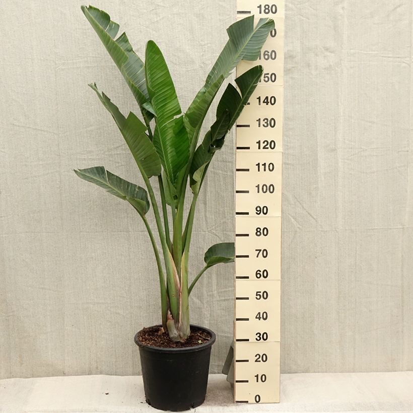 Strelitzia augusta Maceta 6L/7L Ejemplar entregado en la primavera