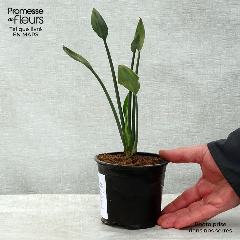 Strelitzia juncea Maceta de 12 cm / 13 cm Ejemplar entregado en la primavera