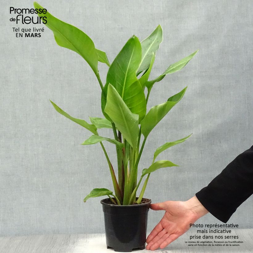 Strelitzia nicolai - Estrelitzia gigante Maceta 2L/3L Ejemplar entregado en la primavera