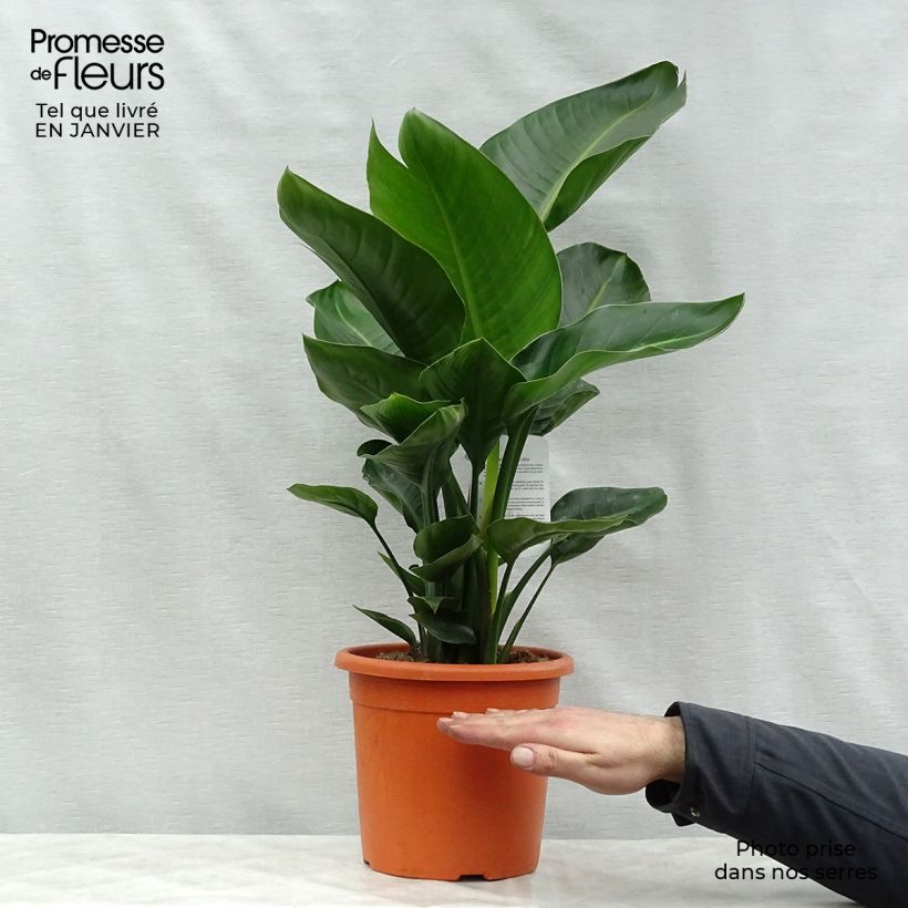 Strelitzia nicolai - Estrelitzia gigante Maceta 2L/3L Ejemplar entregado en invierno