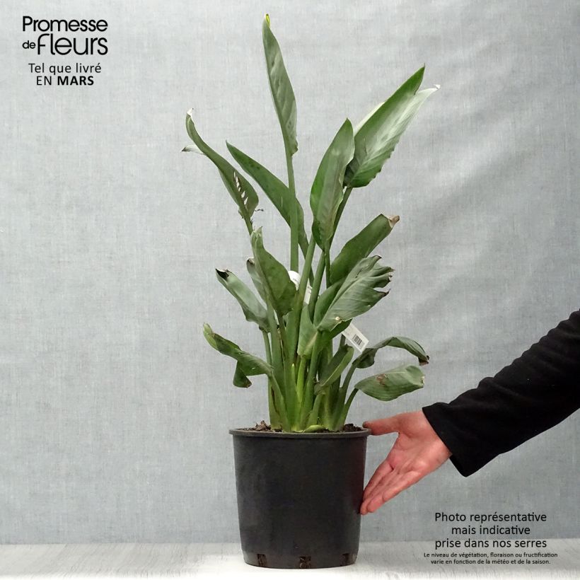 Strelitzia reginae - Flor ave del Paraíso Maceta 6L/7L Ejemplar entregado en la primavera