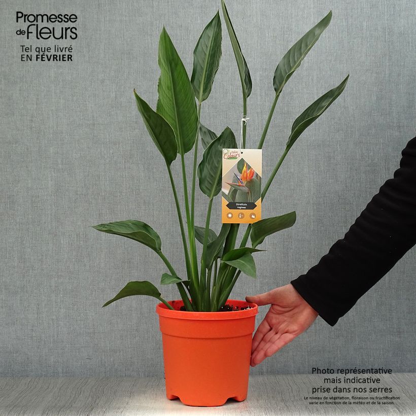 Strelitzia reginae - Flor ave del Paraíso Maceta 2L/3L Ejemplar entregado en invierno