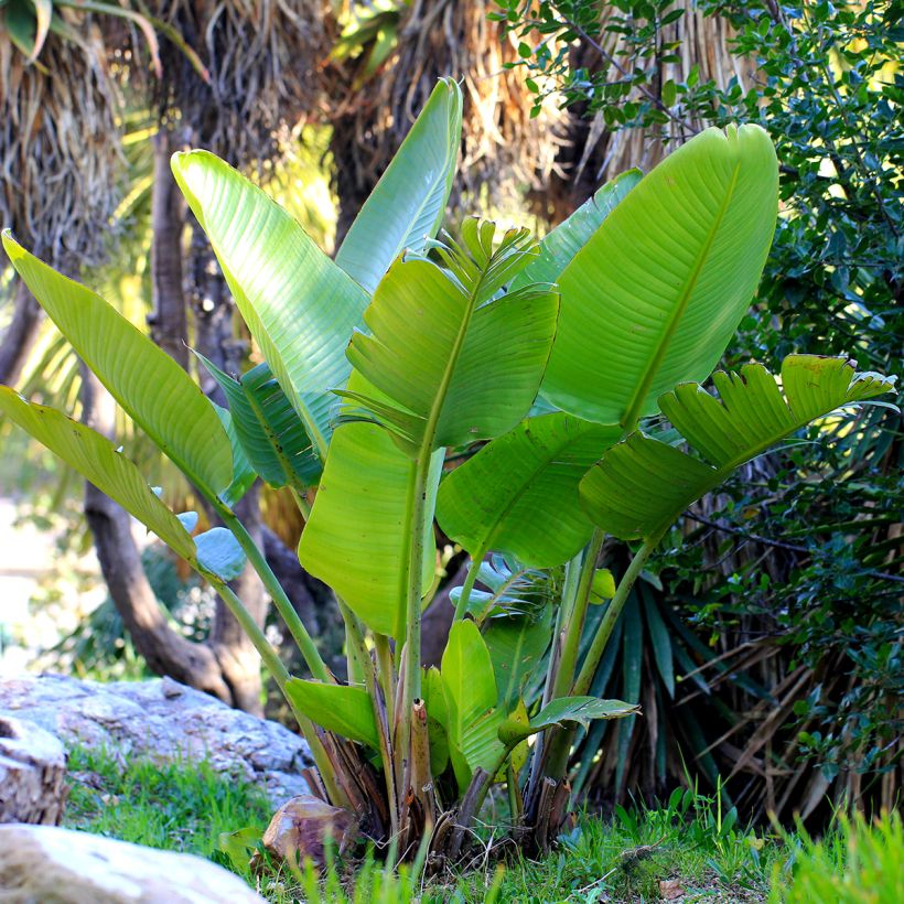Strelitzia nicolai bianca (semillas) - Estrelitzia gigante (Porte)