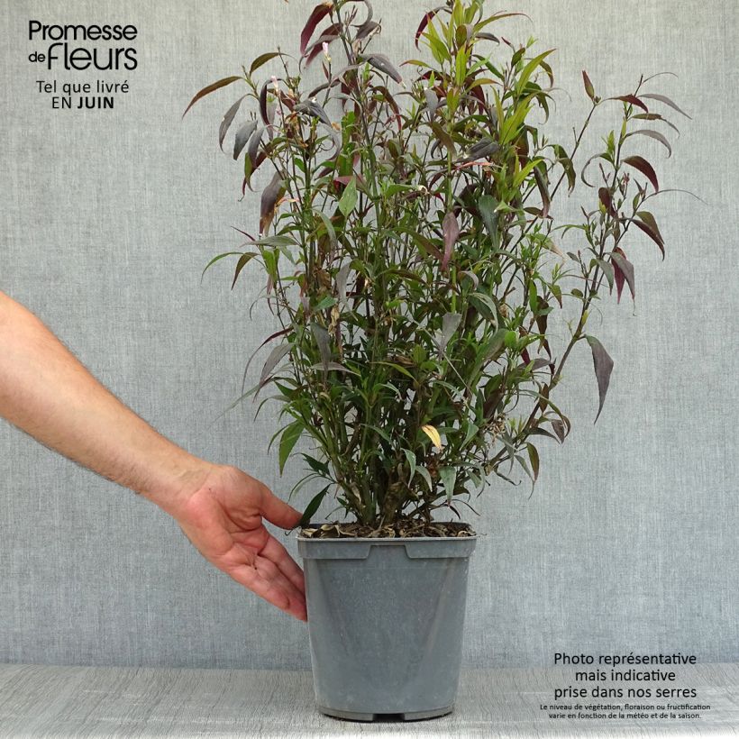 Ejemplar de Strobilanthes anisophylla Brunetthy - Escudo persa Maceta 3L/4L entregado en verano