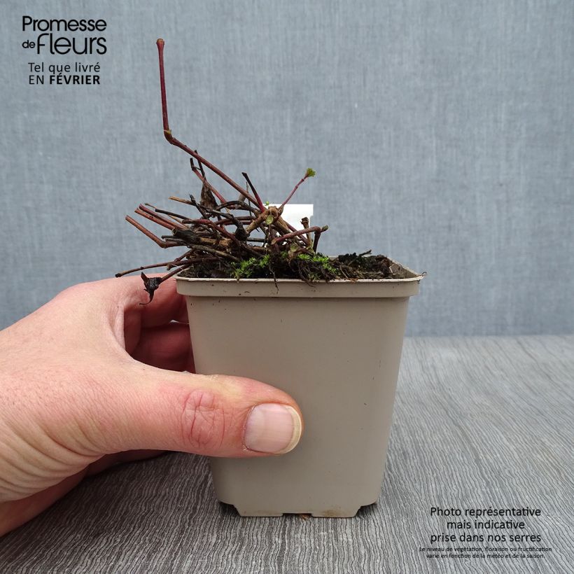 Strobilanthes attenuata Blue Carpet Maceta de 8/9 cm Ejemplar entregado en invierno