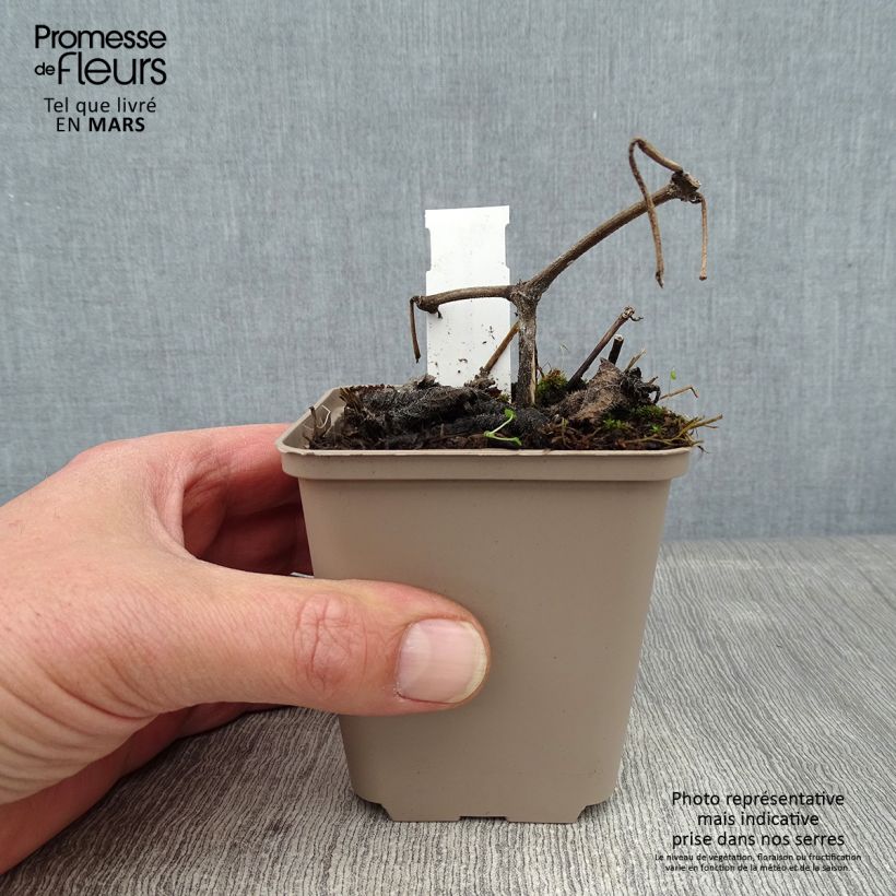 Strobilanthes attenuata Maceta de 8/9 cm Ejemplar entregado en invierno