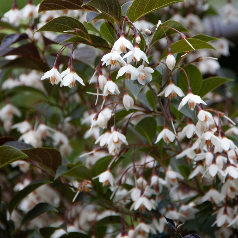 Styrax japonica Evening Light (Floración)