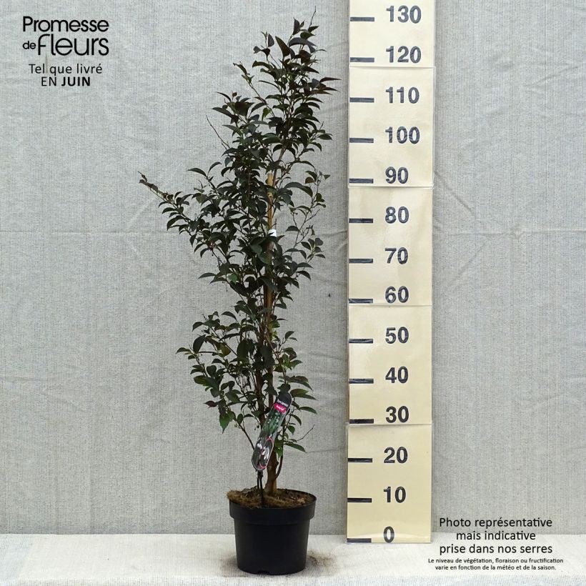 Ejemplar de Styrax japonica Evening Light Maceta 3L/4L entregado en verano