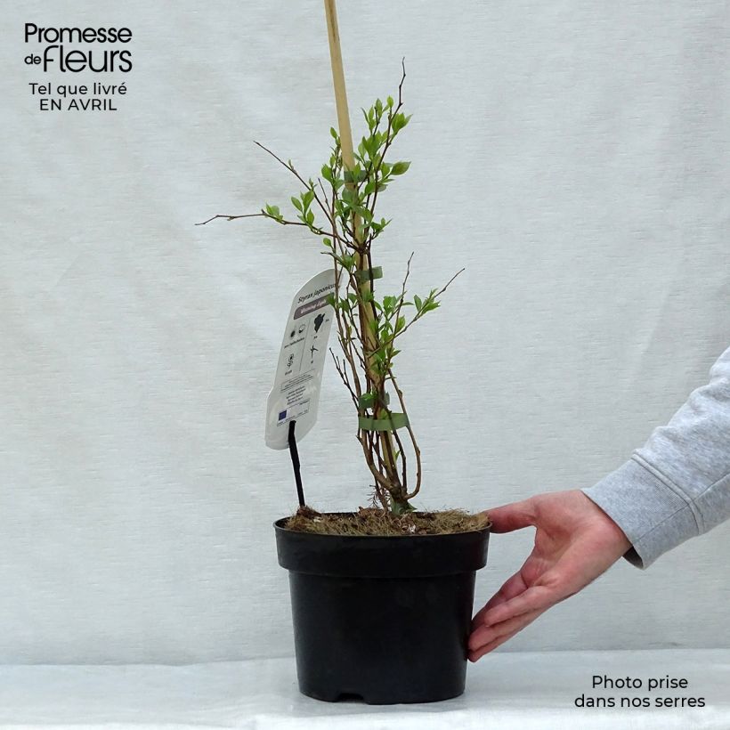 Styrax japonica Evening Light Maceta 3L/4L Ejemplar entregado en la primavera