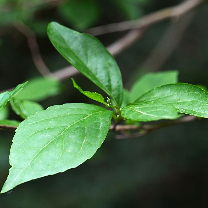 Styrax japonica Fargesii (Follaje)