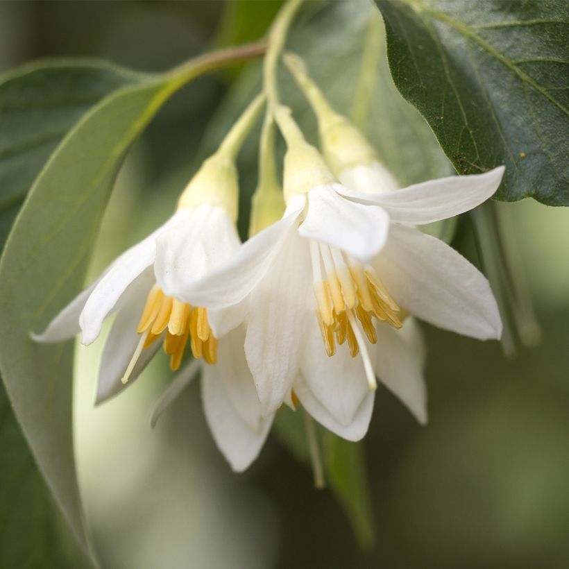 Styrax japonica Fargesii (Floración)