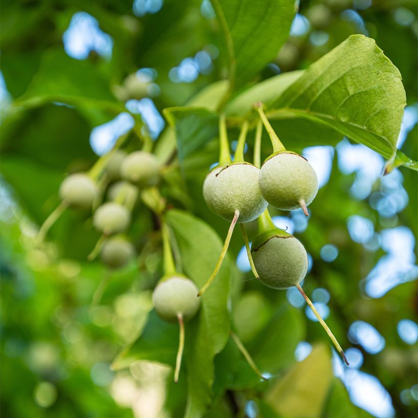 Styrax japonica Fargesii (Cosecha)