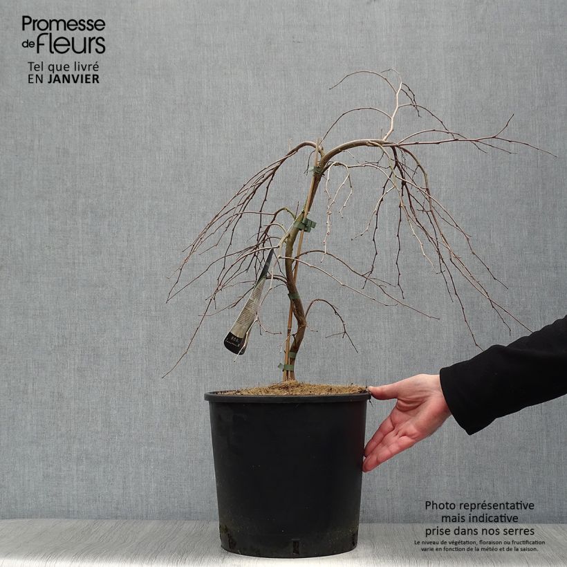 Styrax japonica Fragrant Fountain Maceta 12L/15L Ejemplar entregado en invierno