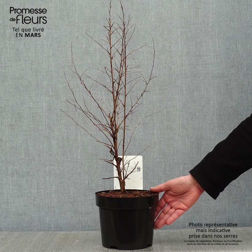 Styrax japonica Maceta 3L/4L Ejemplar entregado en invierno