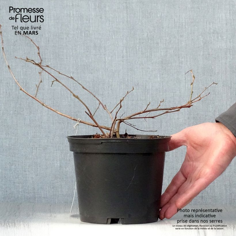 Styrax japonica Maceta 3L/4L Ejemplar entregado en la primavera