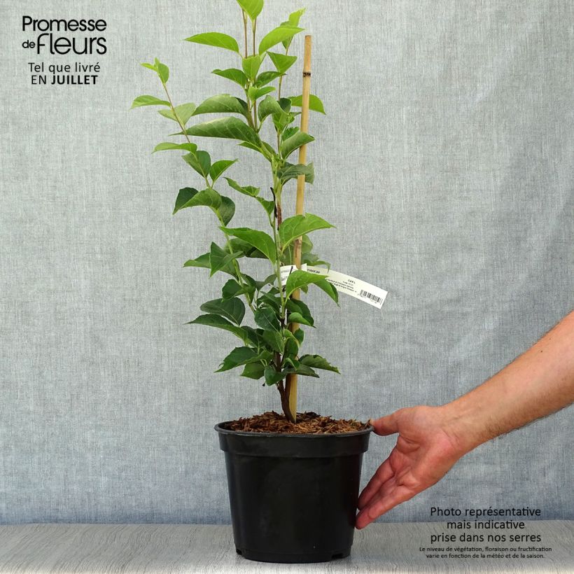 Ejemplar de Styrax japonica June snow Maceta 3L/4L entregado en verano