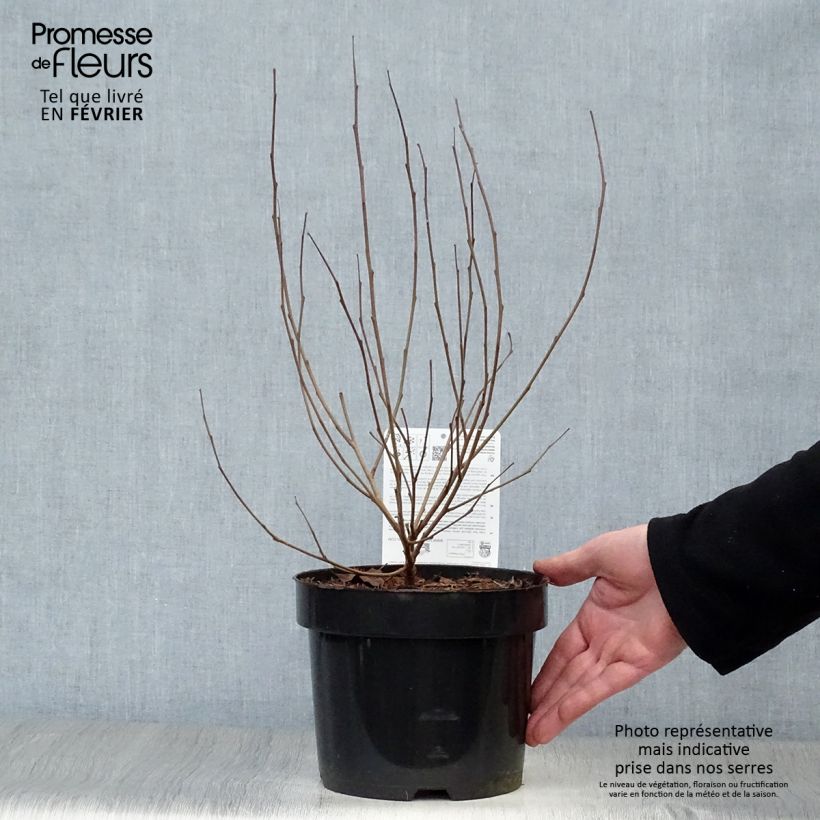 Rhus aromatica Gro-Low Maceta 3L/4L Ejemplar entregado en invierno