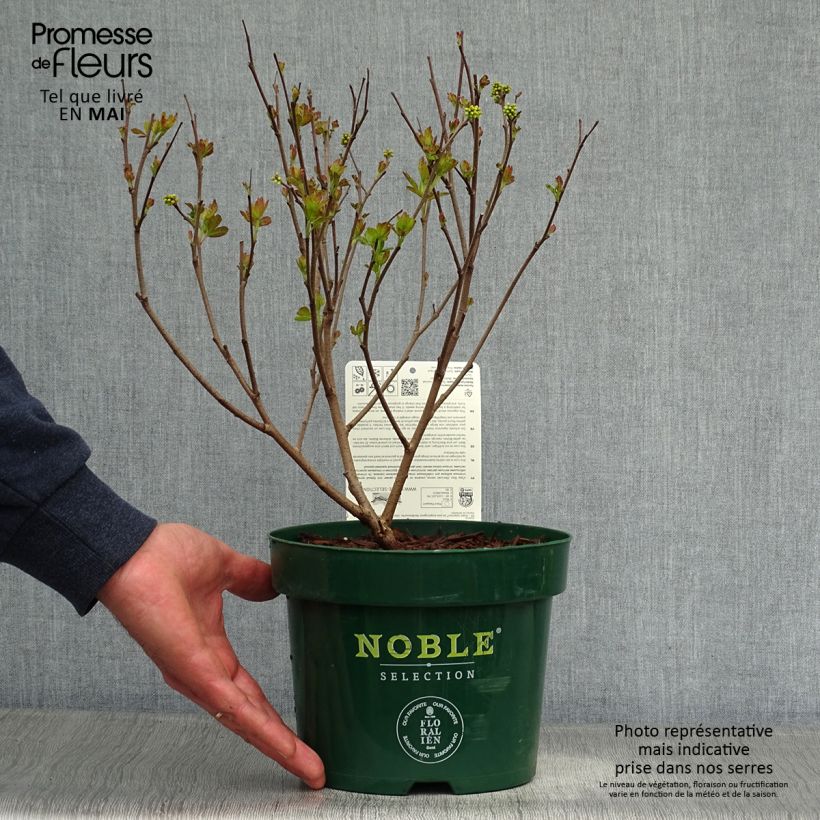 Rhus aromatica Gro-Low Maceta 3L/4L Ejemplar entregado en la primavera