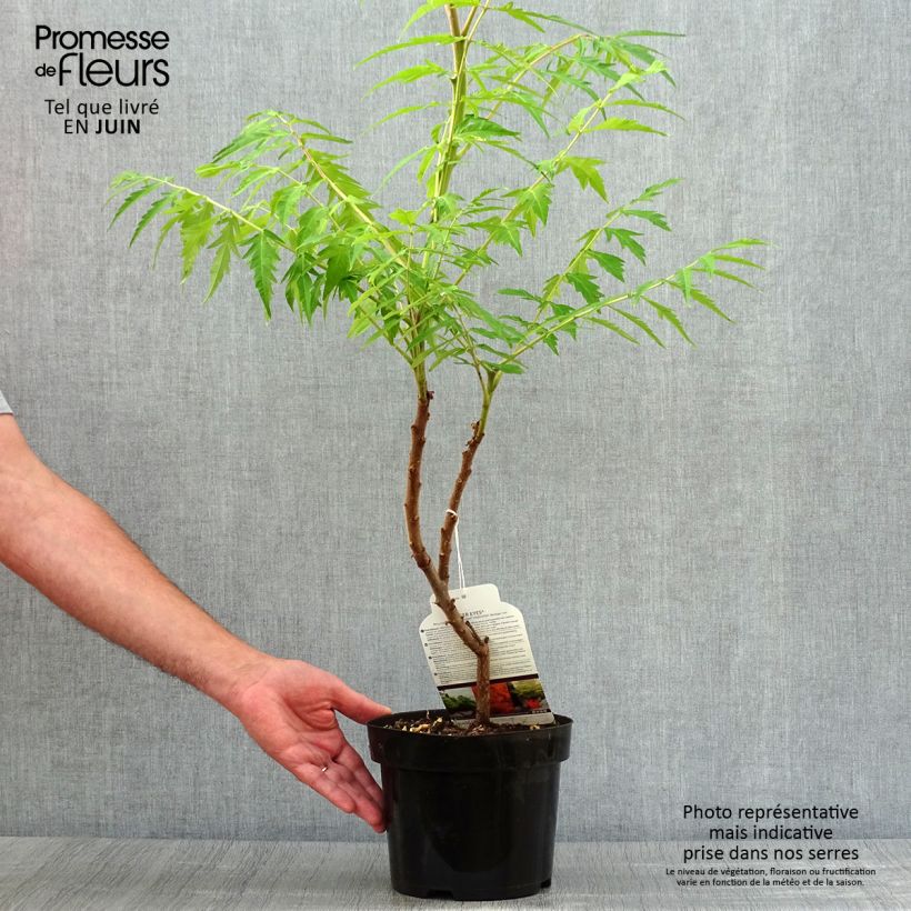 Ejemplar de Rhus typhina Tiger Eyes - Zumaque de Virginia Maceta 3L/4L entregado en verano
