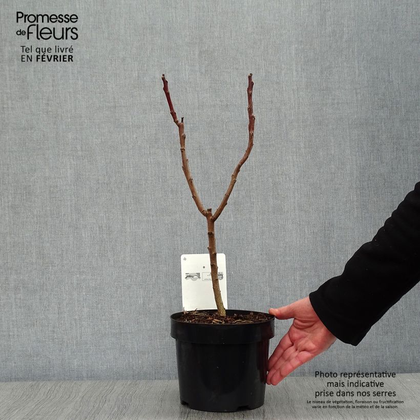 Rhus glabra Laciniata Maceta 3L/4L Ejemplar entregado en invierno