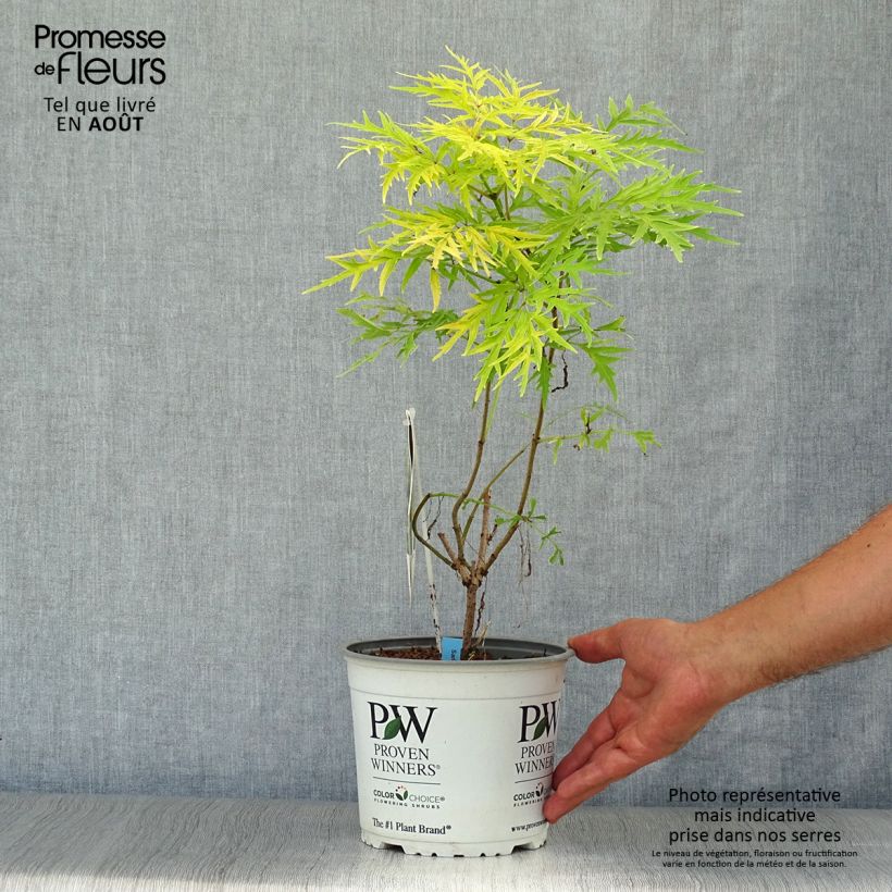 Ejemplar de Saúco rojo Lemony Lace - Sambucus racemosa Maceta 2L/3L entregado en verano