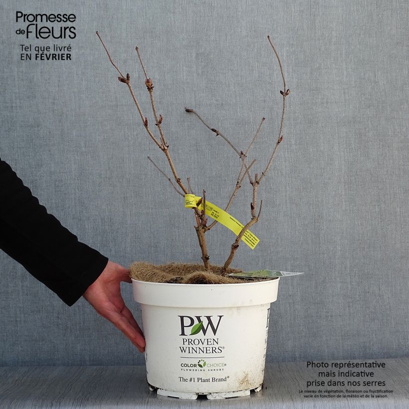 Saúco rojo Lemony Lace - Sambucus racemosa Maceta 7,5L/10L Ejemplar entregado en invierno