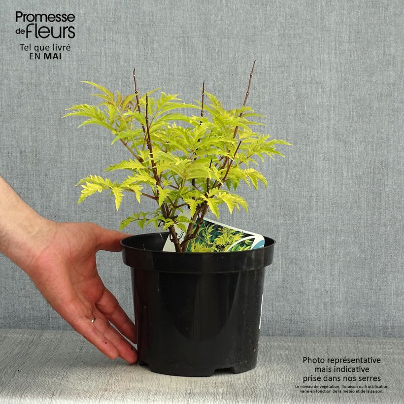Saúco rojo Sutherland Gold - Sambucus racemosa Maceta 2L/3L Ejemplar entregado en la primavera