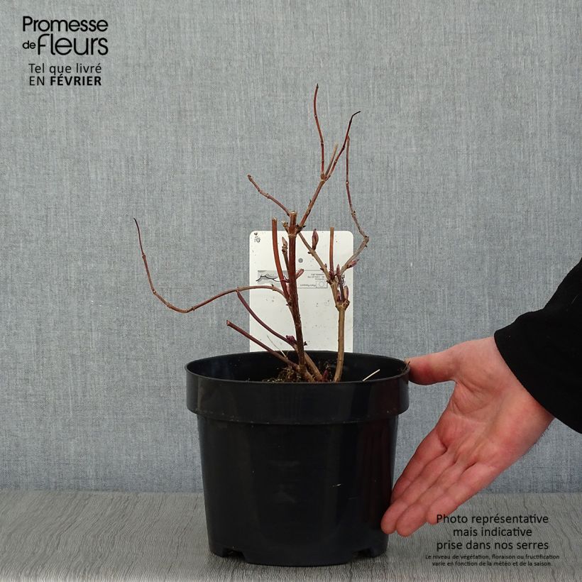 Saúco rojo Welsh Gold - Sambucus racemosa Maceta 3L/4L Ejemplar entregado en invierno