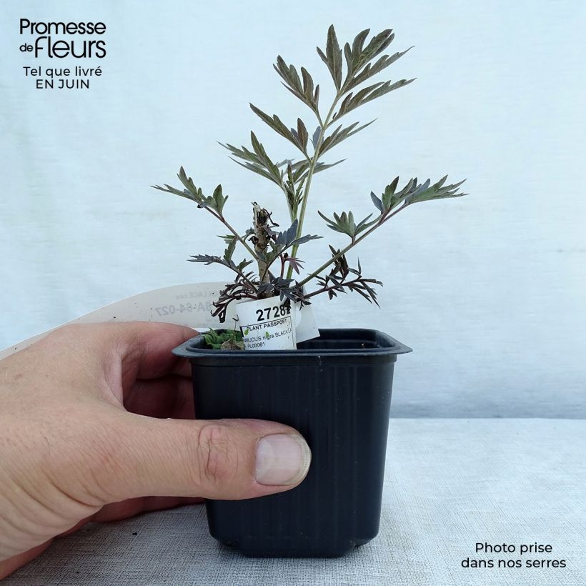 Ejemplar de Saúco negro Black Lace - Sambucus nigra Maceta de 8/9 cm entregado en verano