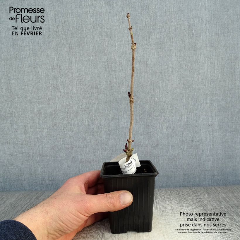 Saúco negro Black Lace - Sambucus nigra Maceta de 8/9 cm Ejemplar entregado en invierno