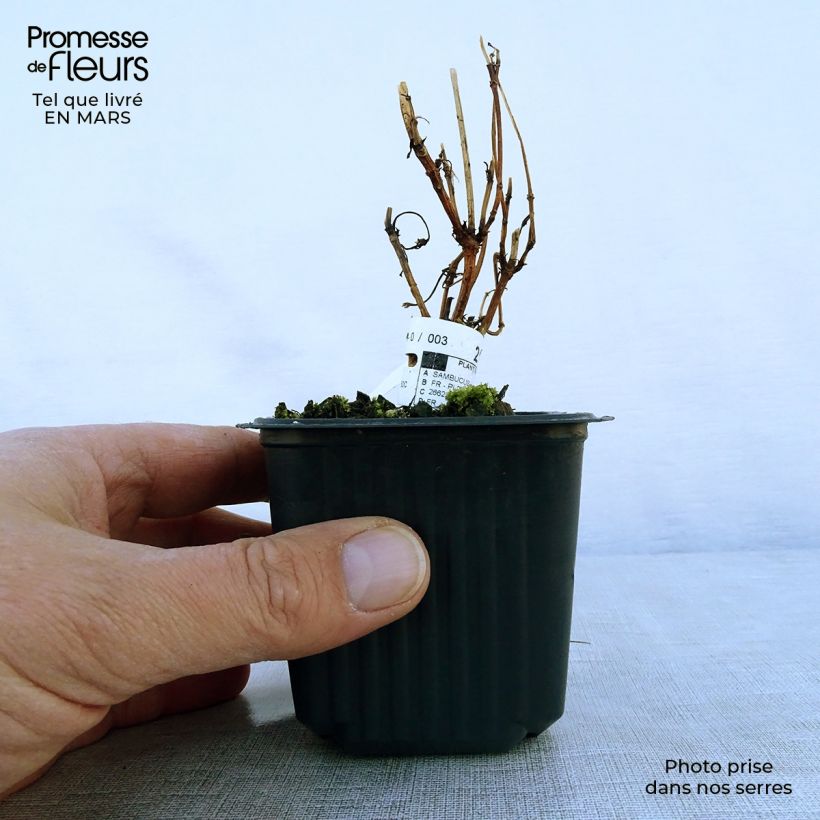 Saúco negro Black Lace - Sambucus nigra Maceta de 8/9 cm Ejemplar entregado en la primavera