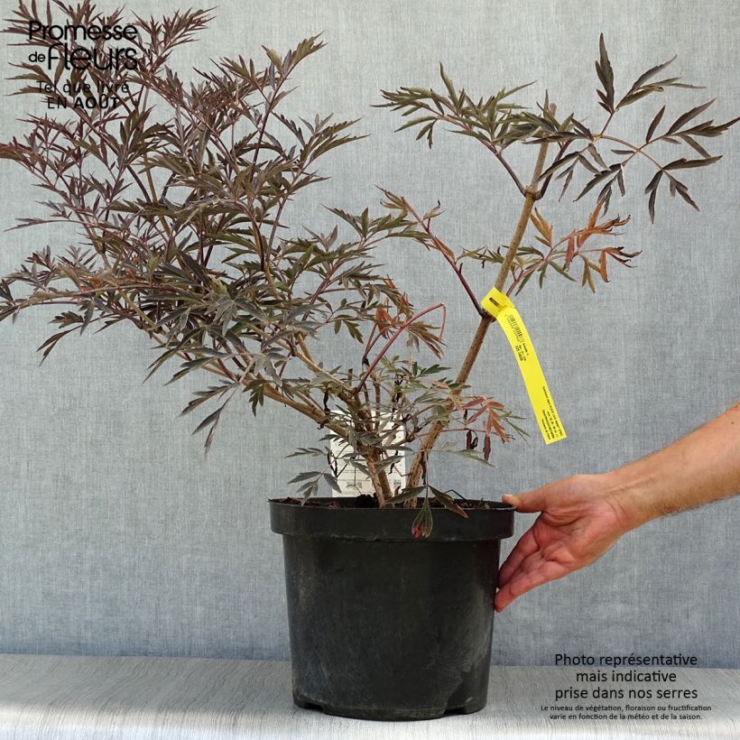 Ejemplar de Saúco negro Black Lace - Sambucus nigra Maceta 6L/7L entregado en verano