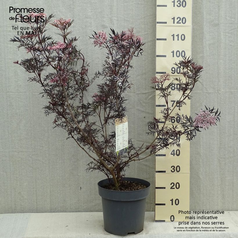 Saúco negro Black Lace - Sambucus nigra Maceta 12L/15L Ejemplar entregado en la primavera