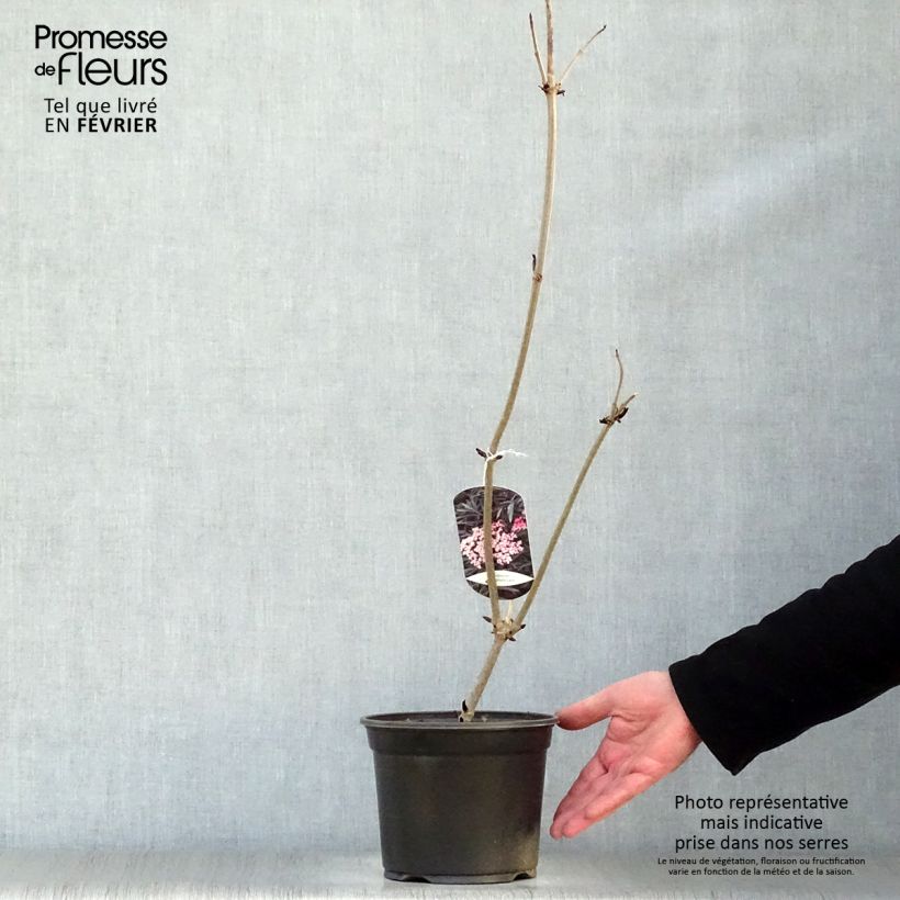 Saúco negro Black Lace - Sambucus nigra Maceta 2L/3L Ejemplar entregado en invierno