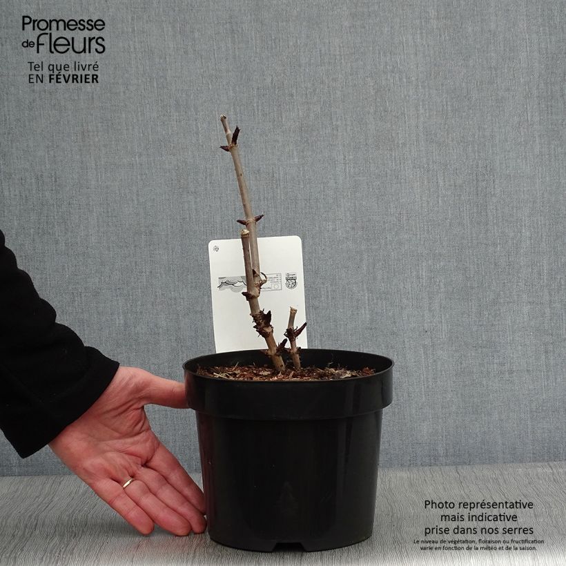 Saúco negro Black Tower - Sambucus nigra Maceta 3L/4L Ejemplar entregado en invierno