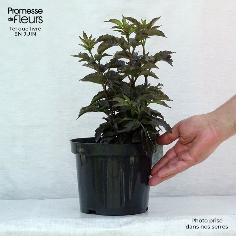Ejemplar de Saúco negro Black Tower - Sambucus nigra Maceta 3L/4L entregado en verano