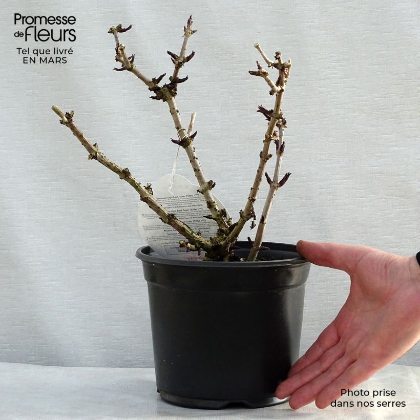Saúco negro Black Tower - Sambucus nigra Maceta 3L/4L Ejemplar entregado en la primavera