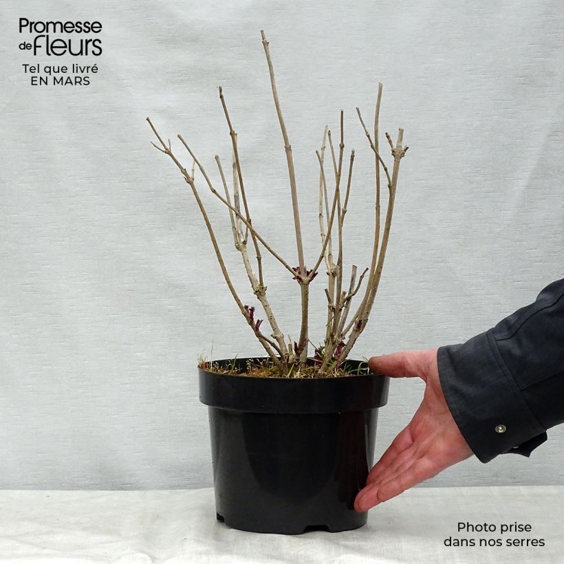 Saúco negro Golden Tower - Sambucus nigra Maceta 3L/4L Ejemplar entregado en la primavera