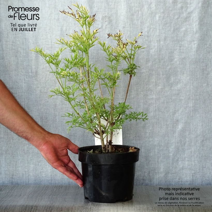 Ejemplar de Saúco negro Golden Tower - Sambucus nigra Maceta 3L/4L entregado en verano