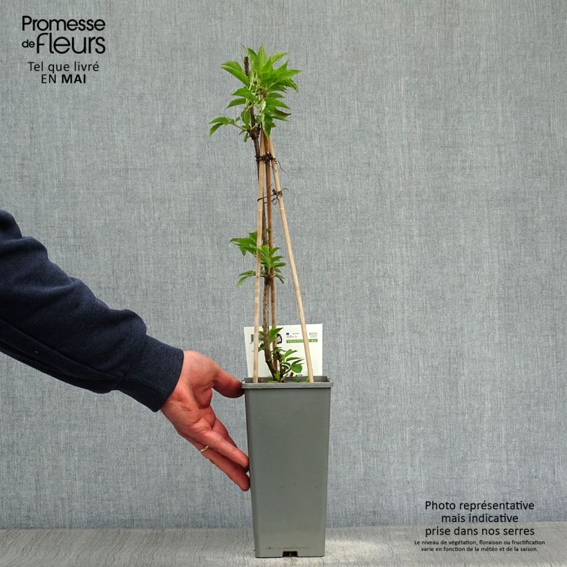 Saúco negro Haschberg - Sambucus nigra Maceta 1,5L/2L, Formación arbustiva Ejemplar entregado en la primavera