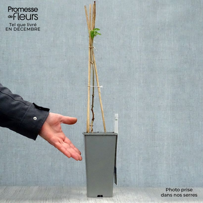 Saúco negro Haschberg - Sambucus nigra Maceta 1,5L/2L, Formación arbustiva Ejemplar entregado en invierno