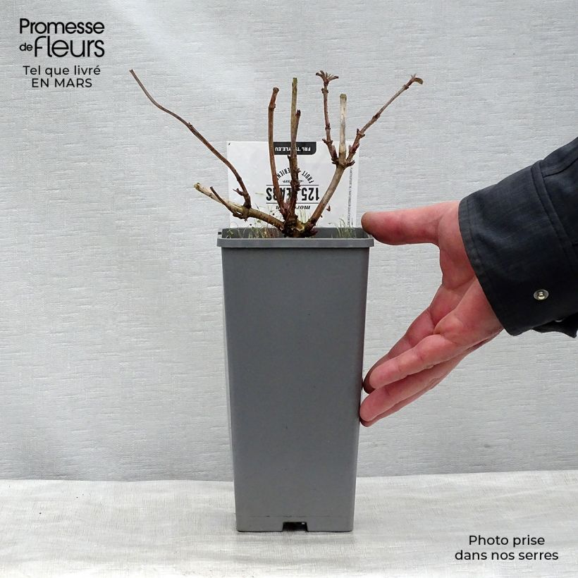 Saúco negro Korsor - Sambucus nigra Maceta 1,5L/2L, Formación arbustiva Ejemplar entregado en la primavera