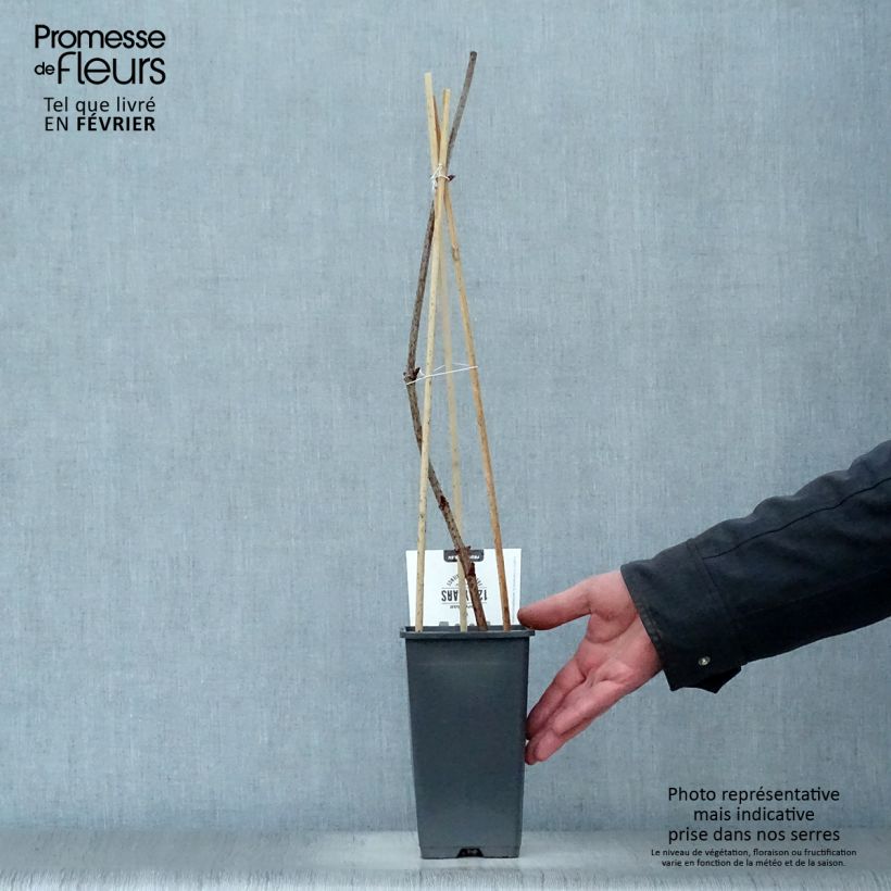 Saúco negro Korsor - Sambucus nigra Maceta 1,5L/2L, Formación arbustiva Ejemplar entregado en invierno