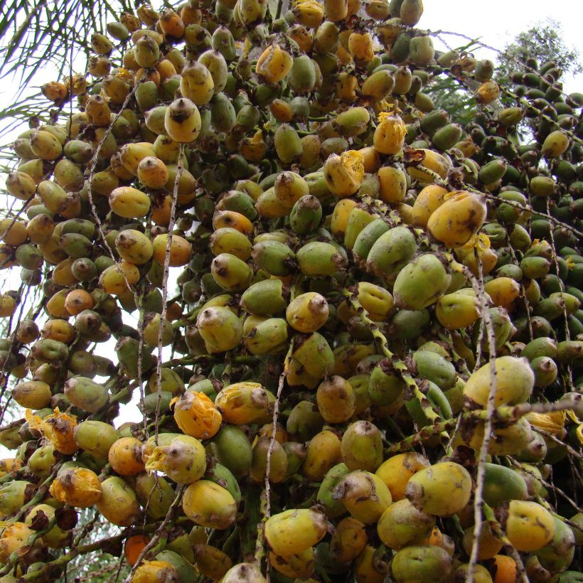 Syagrus romanzoffiana - Coco plumoso (Cosecha)
