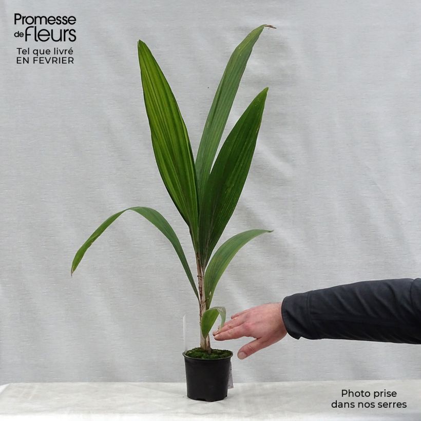 Syagrus romanzoffiana - Coco plumoso Maceta de 12 cm / 13 cm Ejemplar entregado en invierno