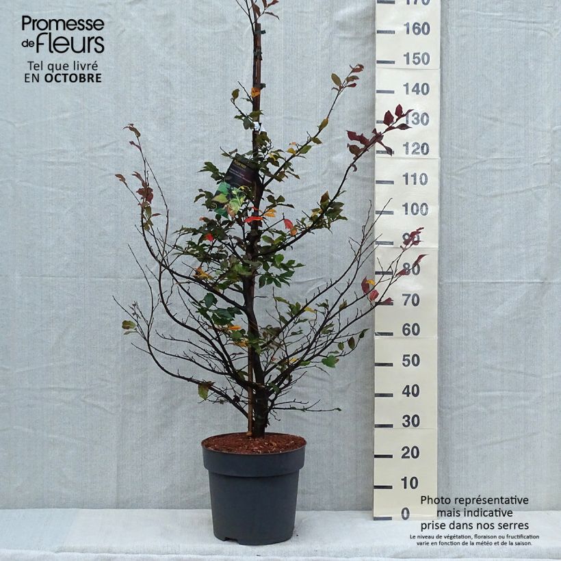 Ejemplar de Sycoparrotia semidecidua Purple Haze Maceta 12L/15L entregado en otoño