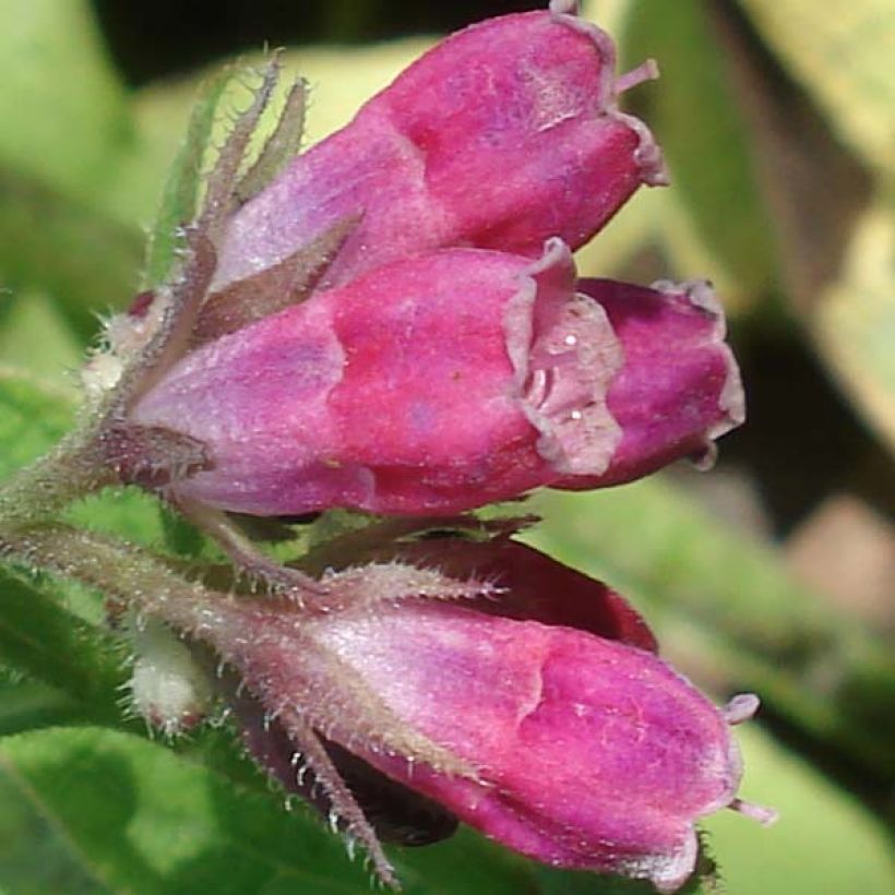 Symphytum rubrum - Consuelda (Floración)