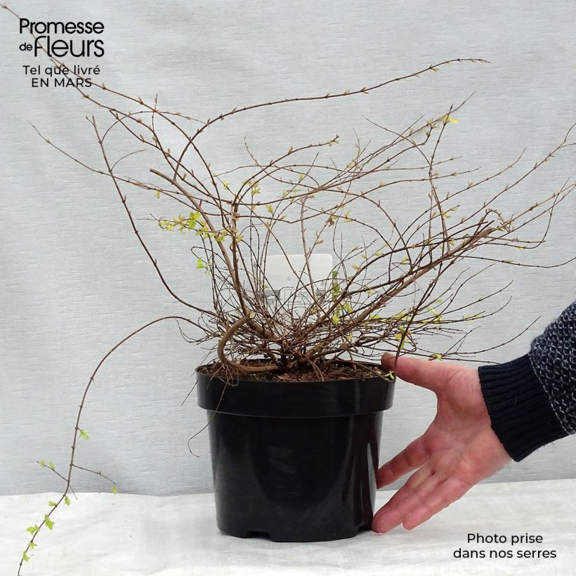 Symphoricarpos chenaultii Brain de Soleil - Baya de coral Maceta 3L/4L Ejemplar entregado en invierno