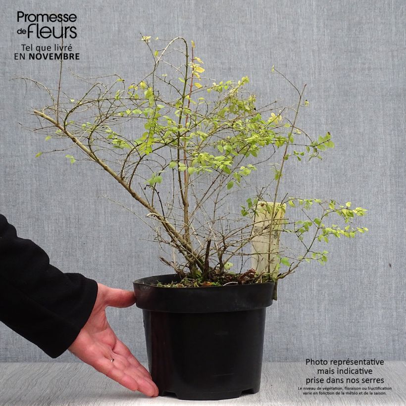Ejemplar de Symphoricarpos chenaultii Brain de Soleil - Baya de coral Maceta 3L/4L entregado en otoño