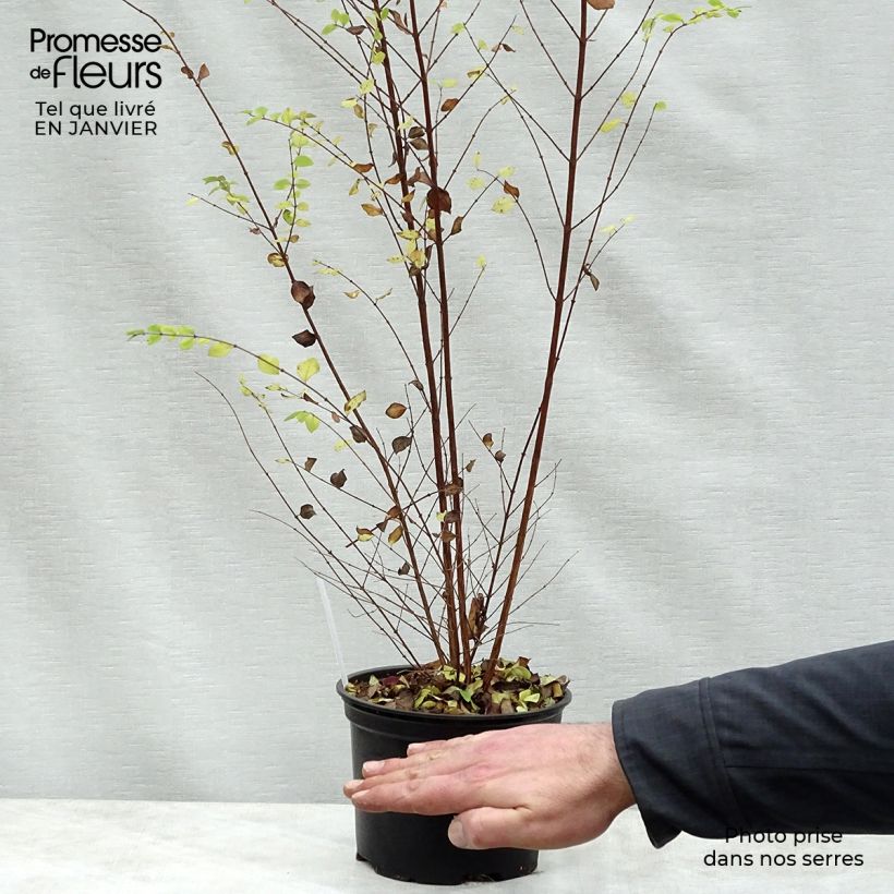 Symphoricarpos chenaultii - Baya de coral Maceta 2L/3L Ejemplar entregado en invierno